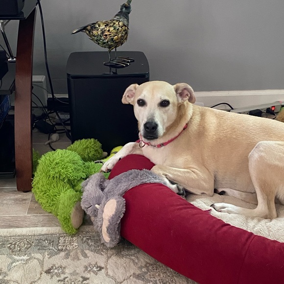 Meet your Posher, Laura - Picture 7 of 8